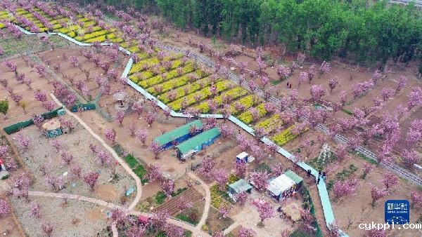 石家庄:樱花绽放赏春光