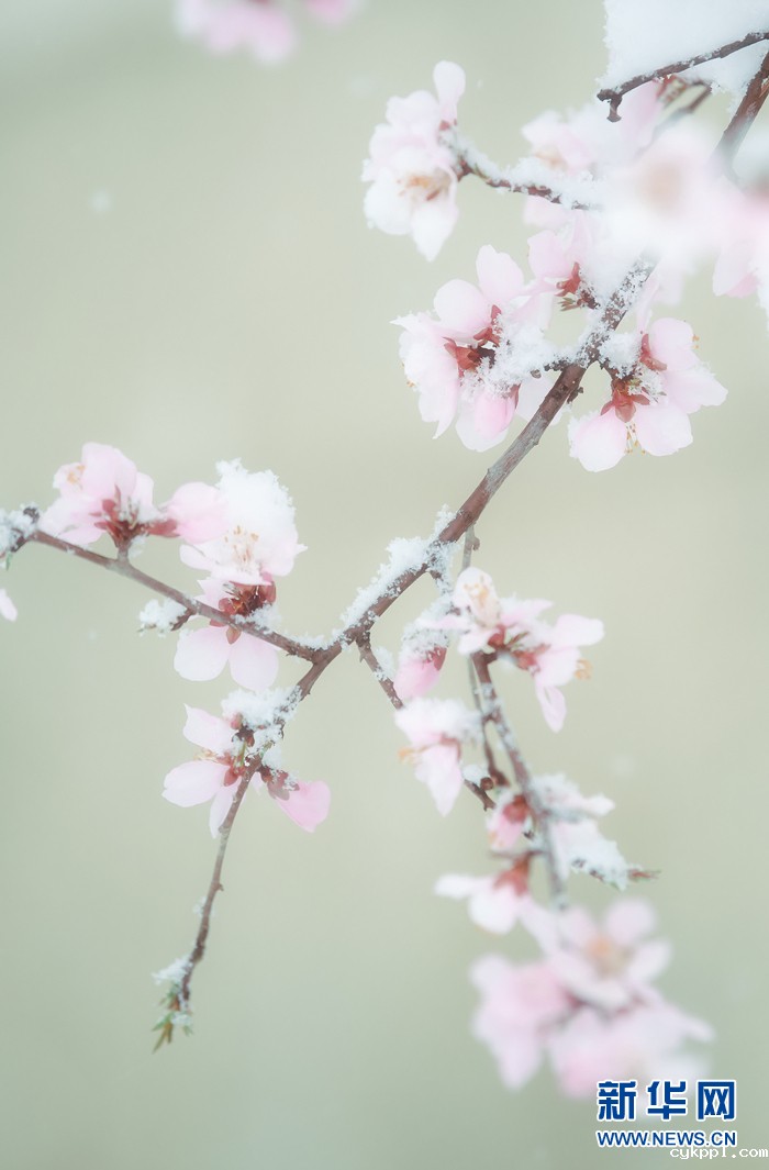 【光影轻课堂】用好这几招，将花卉拍出高级感！