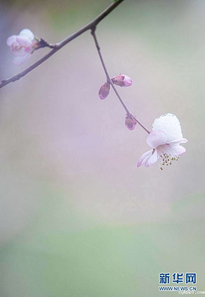 【光影轻课堂】用好这几招，将花卉拍出高级感！