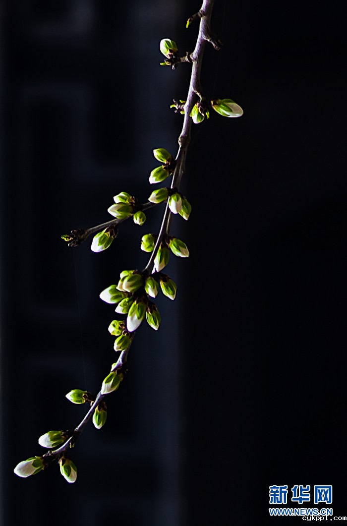 【光影轻课堂】用好这几招，将花卉拍出高级感！