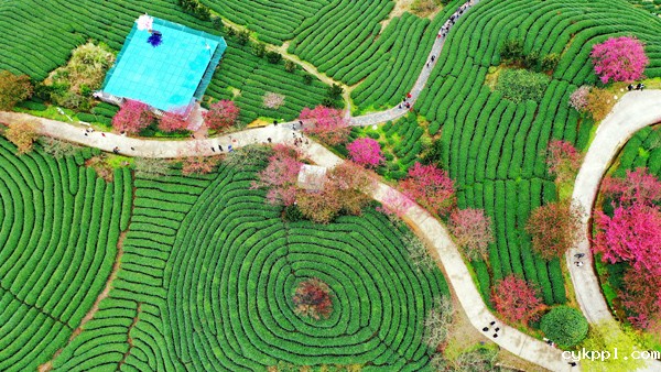 2022年旺旺杯“春节七天乐”新闻摄影征集活动定评会举行 2022年旺旺杯“春节七天乐”新闻摄影征集活动定评会举行