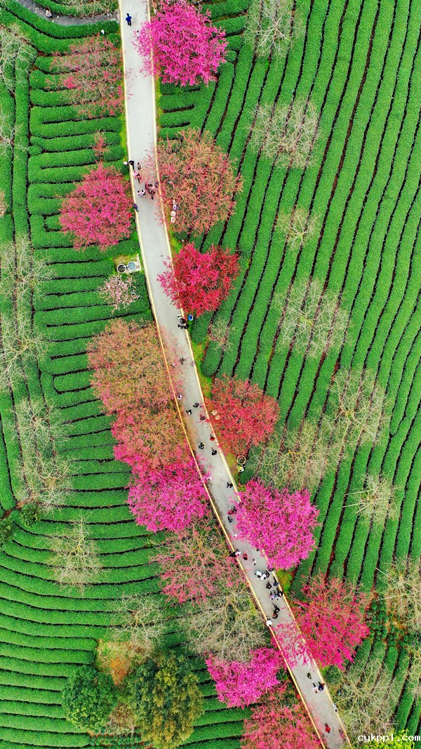 2022年旺旺杯“春节七天乐”新闻摄影征集活动定评会举行 2022年旺旺杯“春节七天乐”新闻摄影征集活动定评会举行