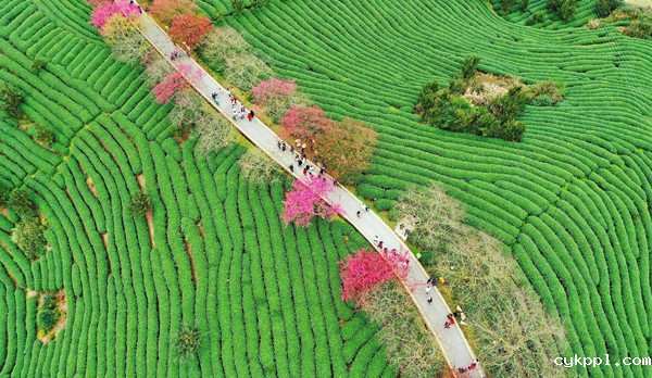 2022年旺旺杯“春节七天乐”新闻摄影征集活动定评会举行 2022年旺旺杯“春节七天乐”新闻摄影征集活动定评会举行