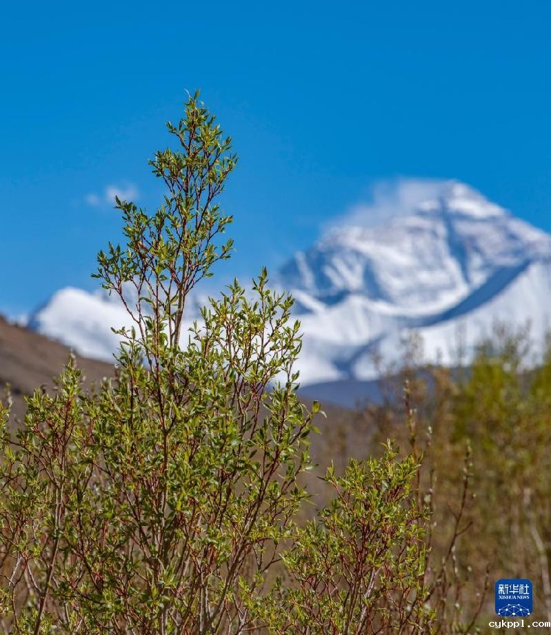珠峰脚下的绿色生机