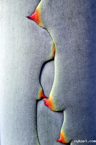 袁明辉 国际著名微距摄影师