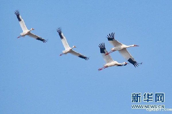 【光影轻课堂】春风十里 怎少得了飞鸟舞翩迁