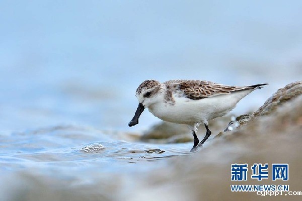 【光影轻课堂】春风十里 怎少得了飞鸟舞翩迁