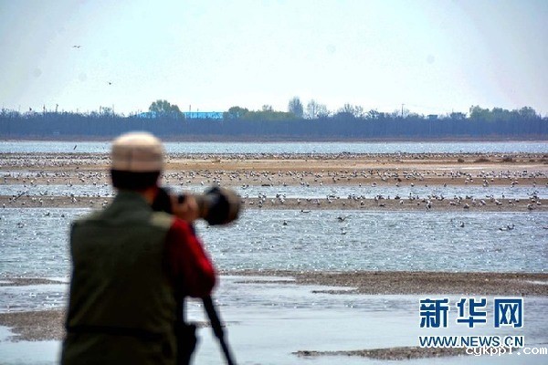 【光影轻课堂】春风十里 怎少得了飞鸟舞翩迁