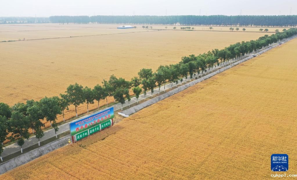 河南西平：“良田”金黄 丰收在望