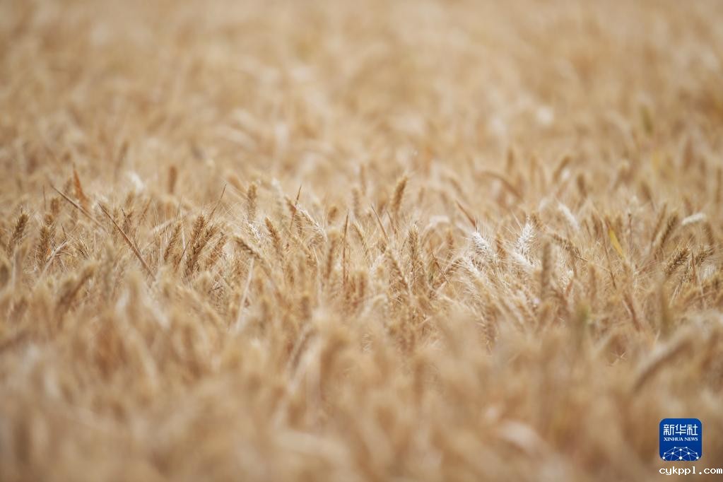 河南西平：“良田”金黄 丰收在望
