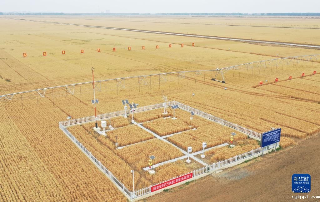 河南西平：“良田”金黄 丰收在望