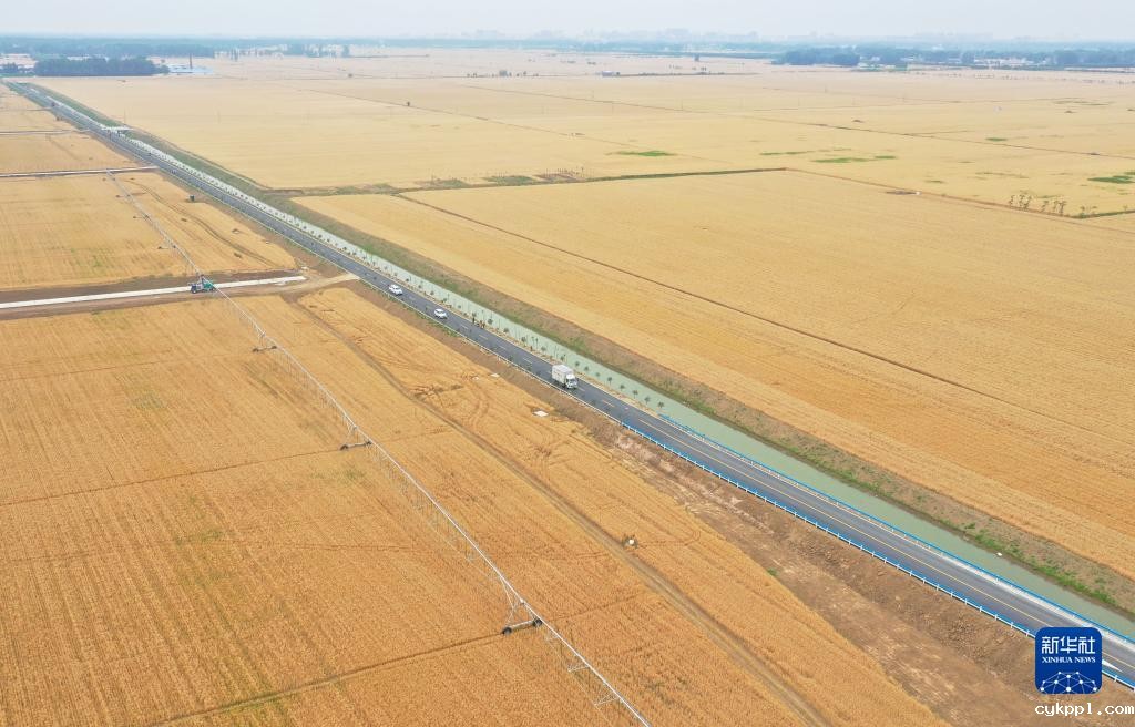 河南西平：“良田”金黄 丰收在望