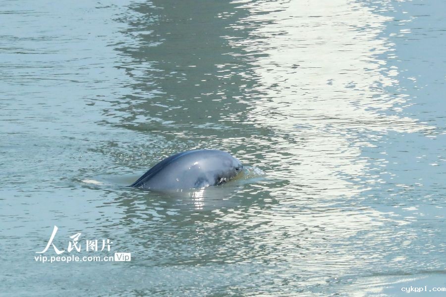 湖北宜昌：长江江豚踏浪起“舞”