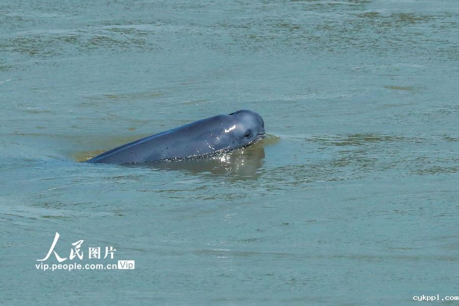 湖北宜昌：长江江豚踏浪起“舞”