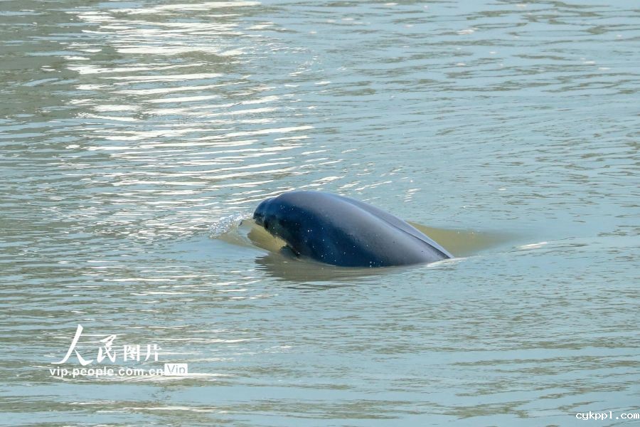 湖北宜昌：长江江豚踏浪起“舞”