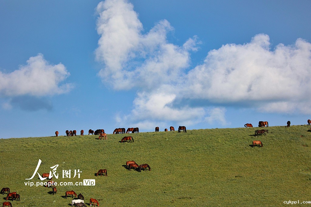 甘肃山丹马场：雨后草原风光如画