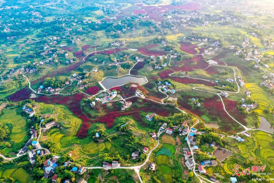 紫薇花开灿若云霞