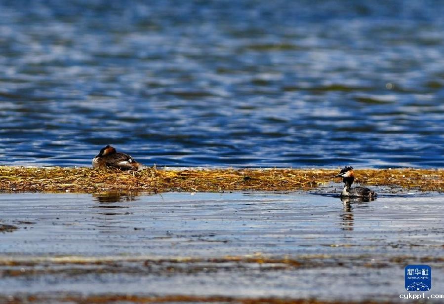 西藏阿里:高原夏日生机盎然