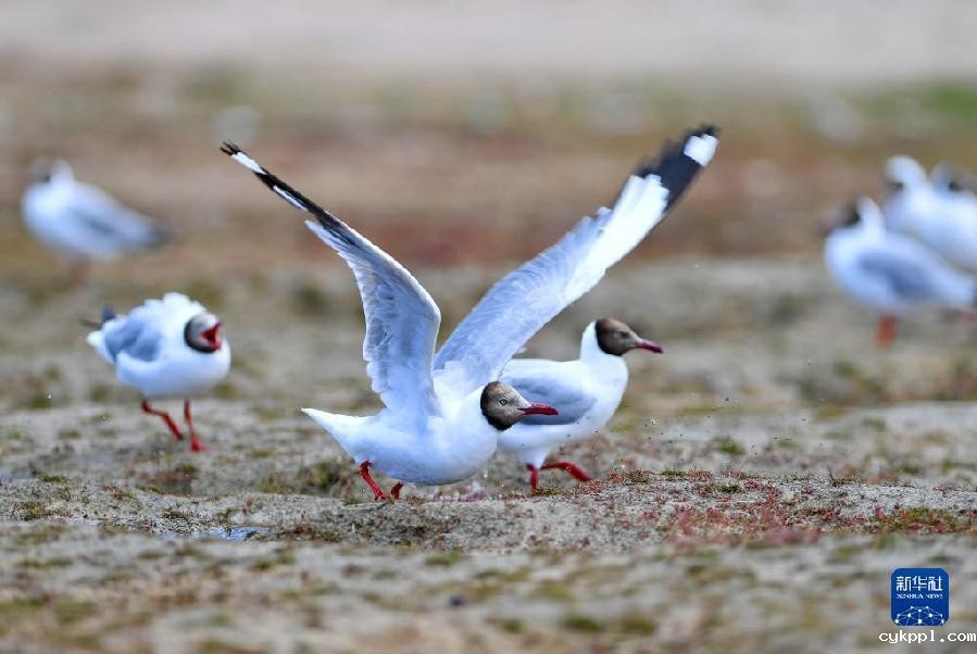 西藏阿里:高原夏日生机盎然
