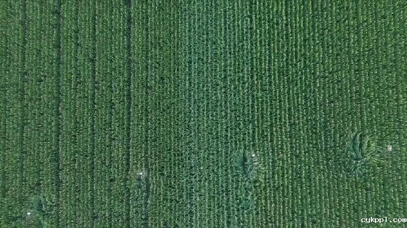 新华全媒+|河南滑县:无人机授粉促玉米丰收