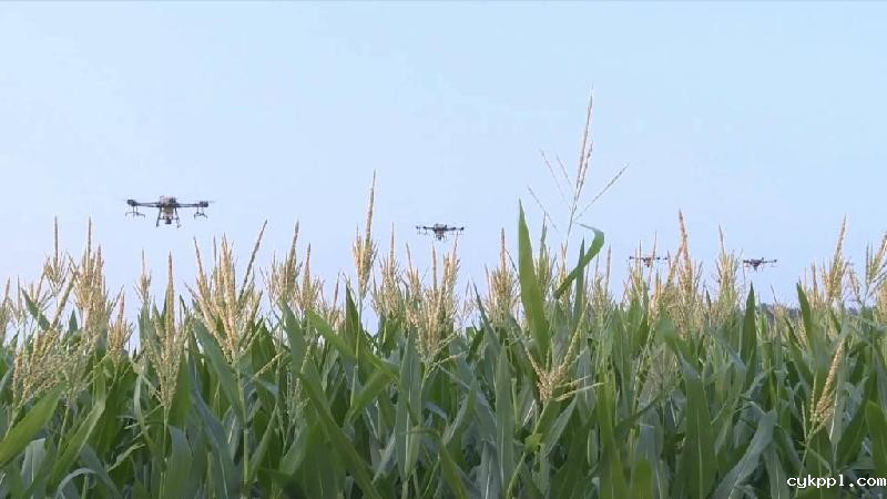 新华全媒+|河南滑县:无人机授粉促玉米丰收