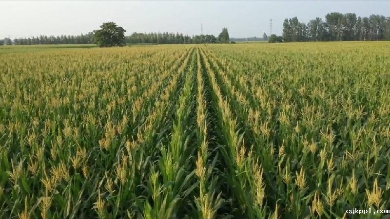 新华全媒+|河南滑县:无人机授粉促玉米丰收