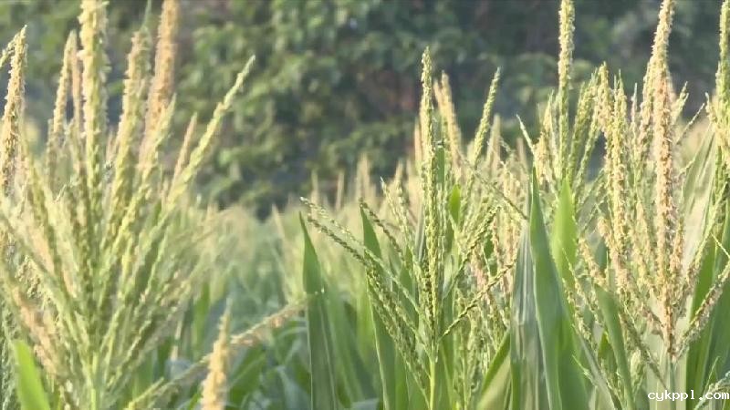 新华全媒+|河南滑县:无人机授粉促玉米丰收