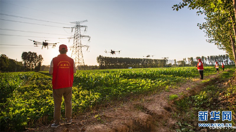无人机植保显身手