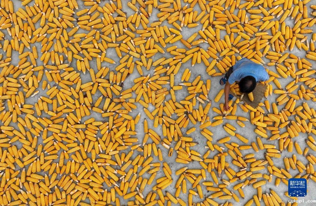 新华全媒+丨贵州高原五彩缤纷的晒秋图