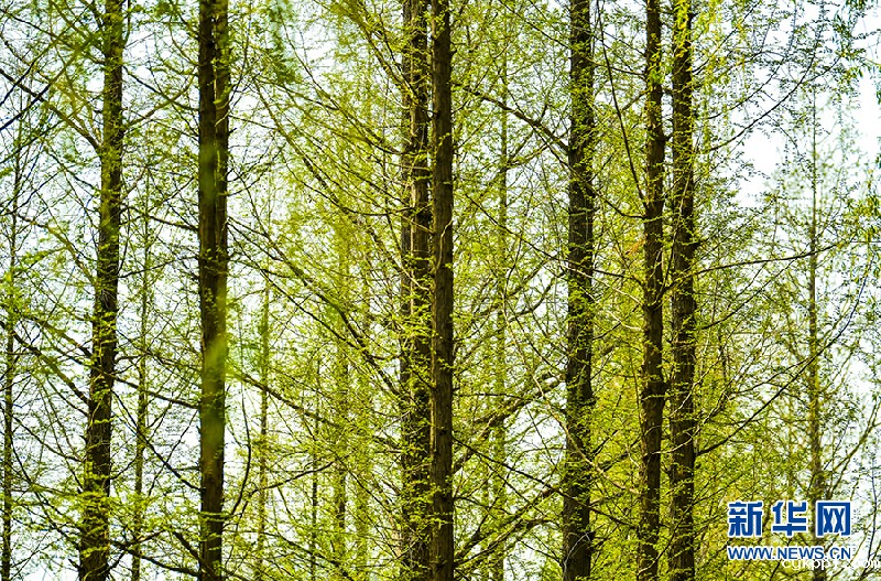 【光影轻课堂】如何运用线条增加摄影美感？