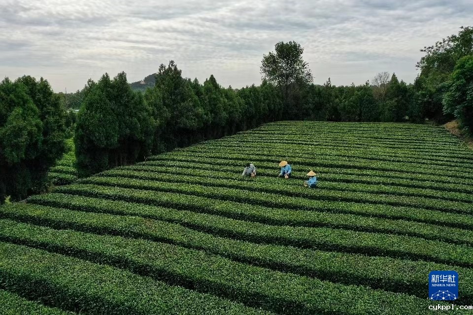 山东日照：体验采茶