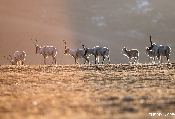 高原摄影诗人普布扎西 那人生最美好的时光