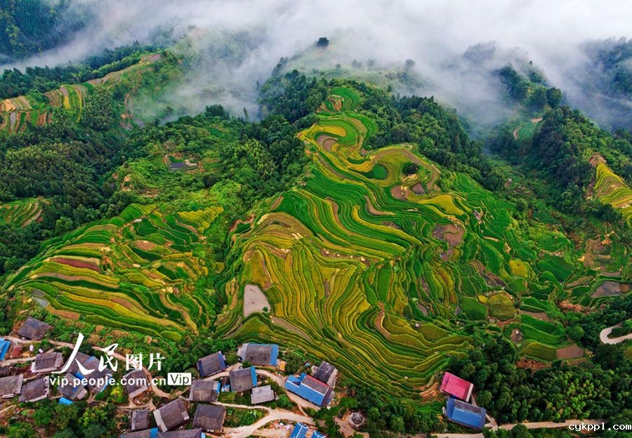 广西融水:初秋梯田“丰”景美 广西融水:初秋梯田“丰”景美
