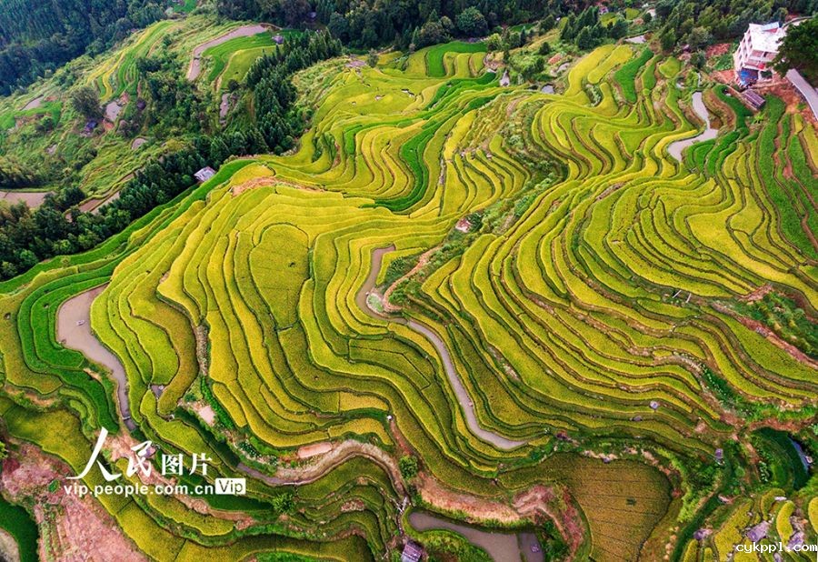 广西融水:初秋梯田“丰”景美 广西融水:初秋梯田“丰”景美