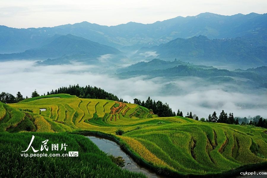 广西融水:初秋梯田“丰”景美 广西融水:初秋梯田“丰”景美