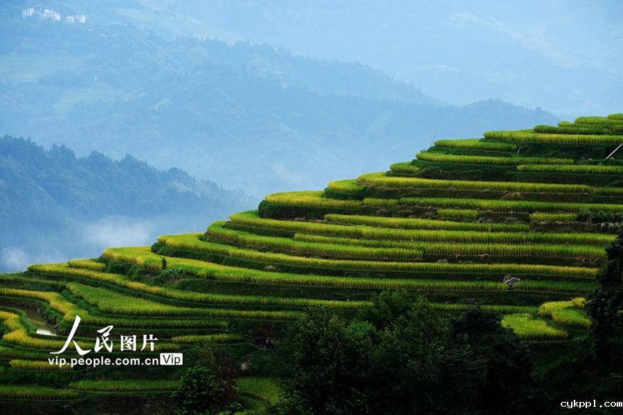 广西融水:初秋梯田“丰”景美 广西融水:初秋梯田“丰”景美