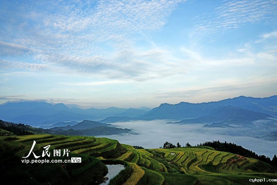 广西融水:初秋梯田“丰”景美 广西融水:初秋梯田“丰”景美