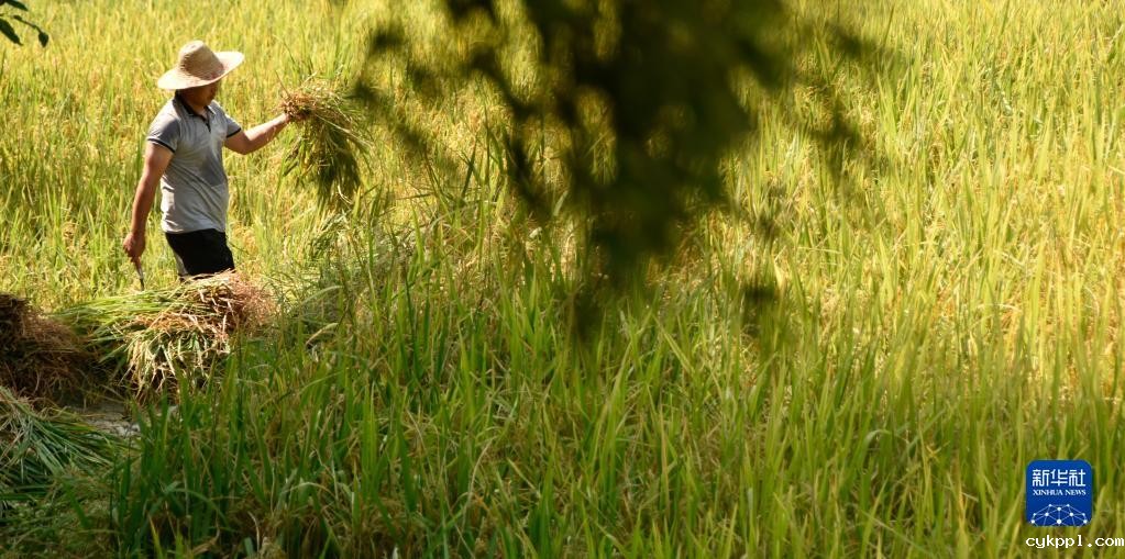紫鹊界梯田稻浪翻金