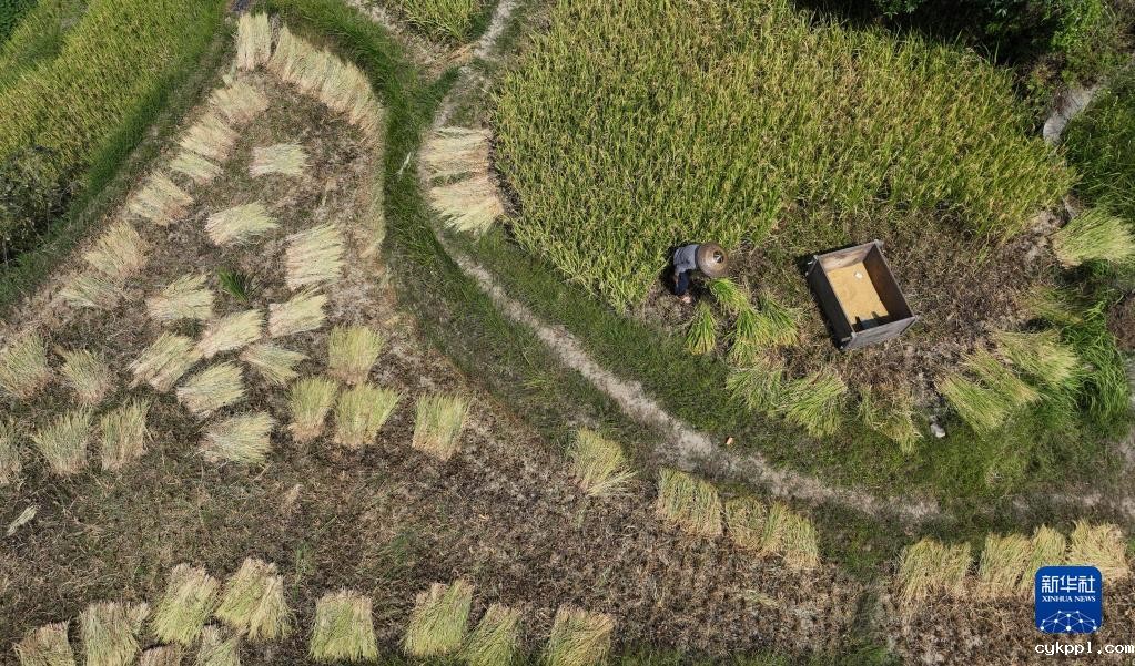 紫鹊界梯田稻浪翻金