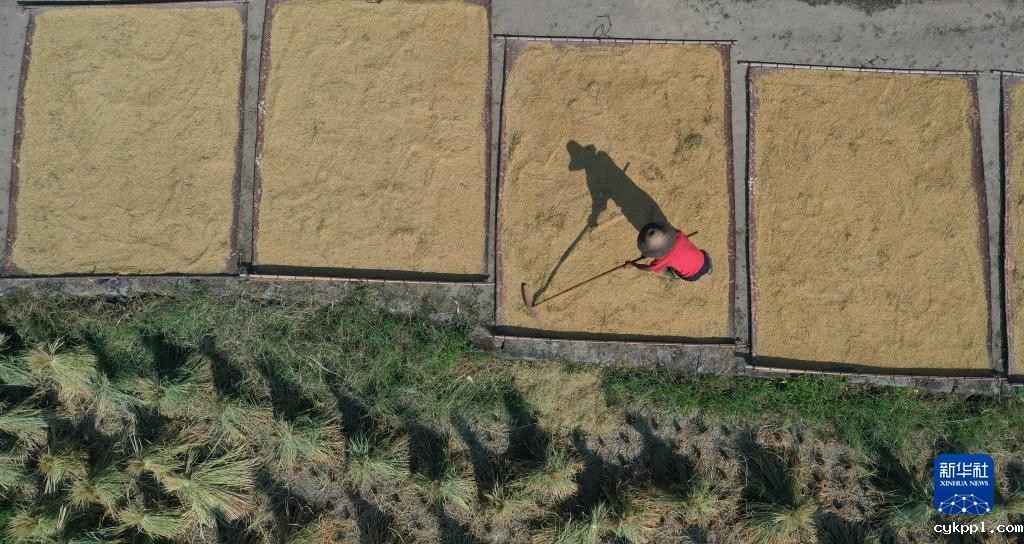 紫鹊界梯田稻浪翻金