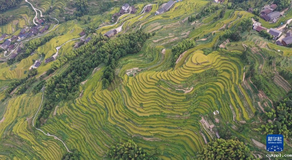 紫鹊界梯田稻浪翻金