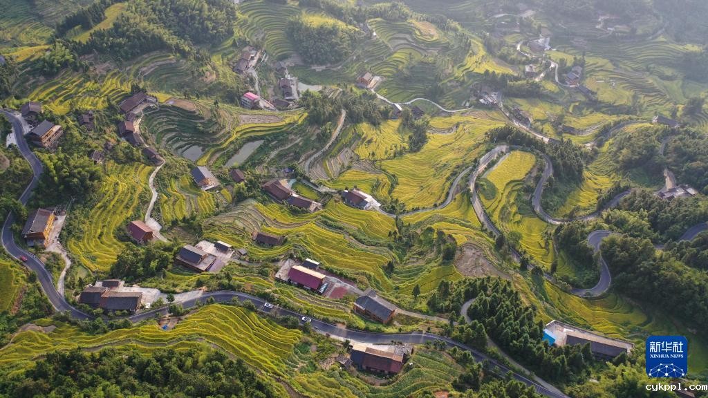 紫鹊界梯田稻浪翻金