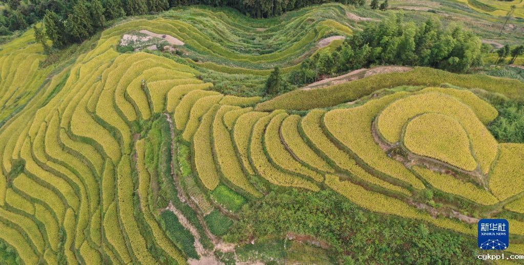 紫鹊界梯田稻浪翻金