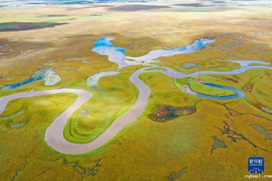 美丽的高原湿地阿万仓