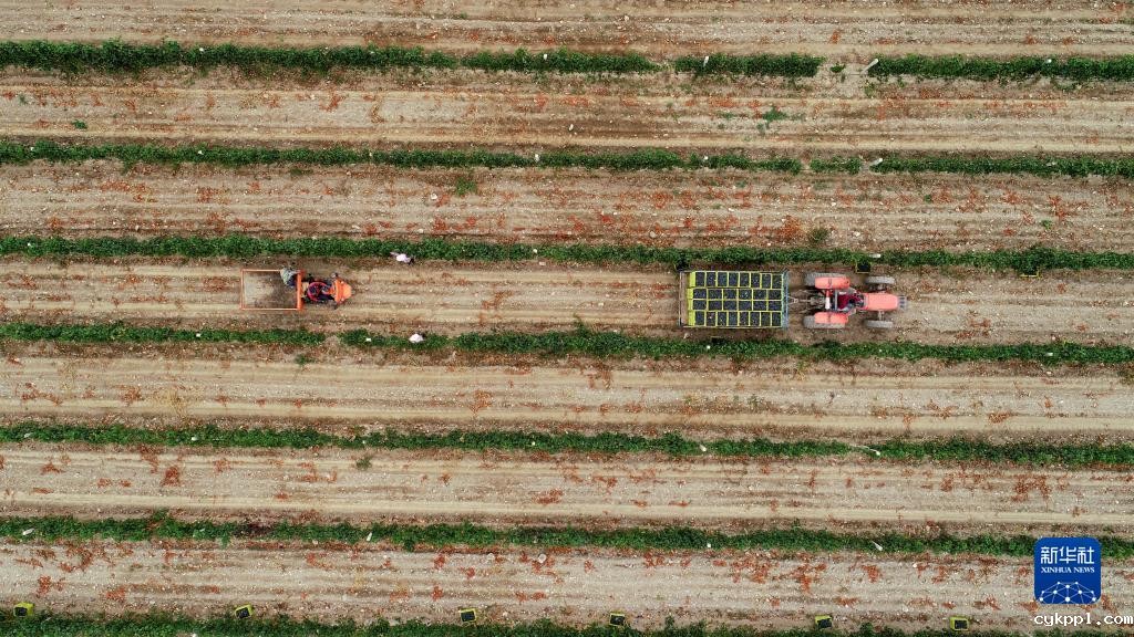 贺兰山东麓 “紫色产业”迎丰收