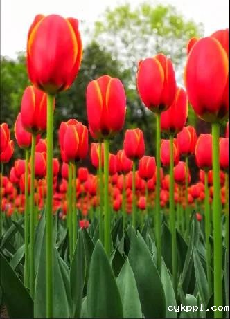 掌握这些摄影技巧，手机也能拍大片