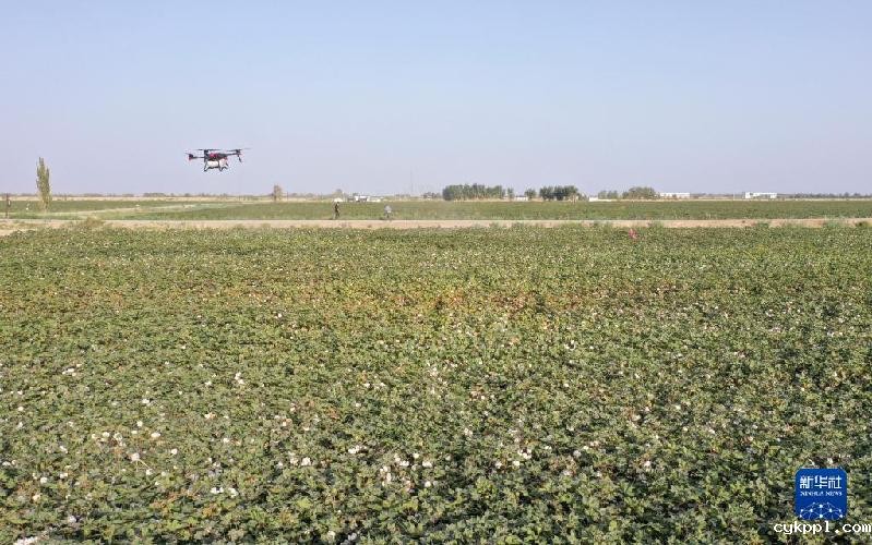 江河奔腾看中国丨塔里木河：沙漠中的绿色走廊