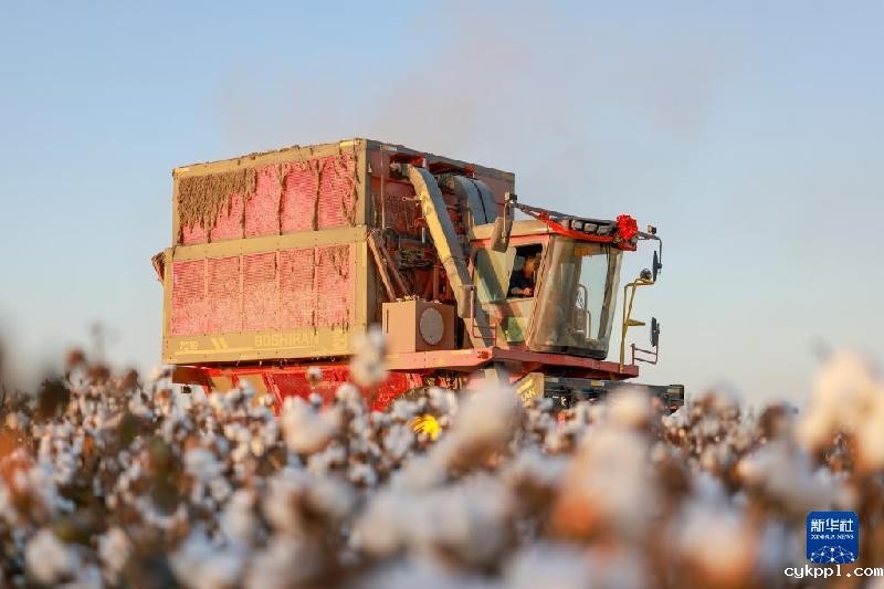 江河奔腾看中国丨塔里木河：沙漠中的绿色走廊