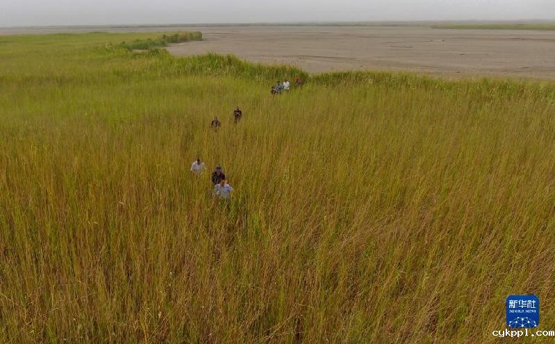 江河奔腾看中国丨塔里木河：沙漠中的绿色走廊