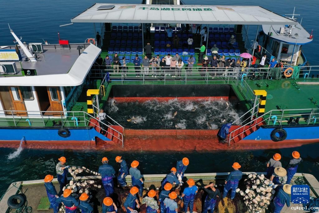 浙江:千岛湖巨网捕鱼迎丰收